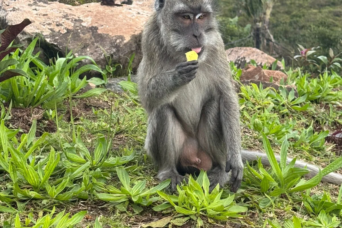 MAURITIUS TROPICAL DREAM - Escursioni