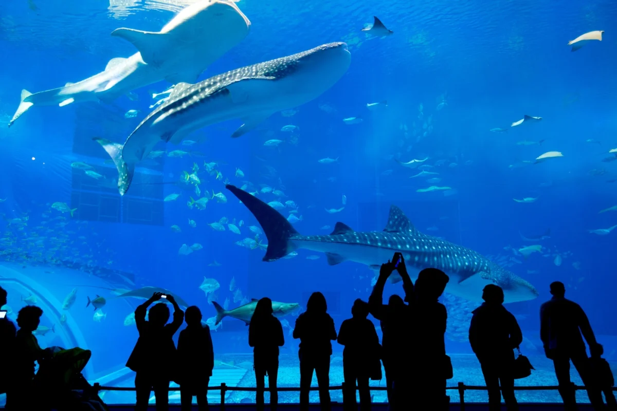 Dubai Future City: Ferrari World, Safari & Yacht Party - Escursioni